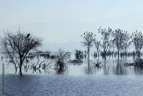  Ana Sagar lake in Ajmer with silhouettes of trees and birds. A foggy morning scene.