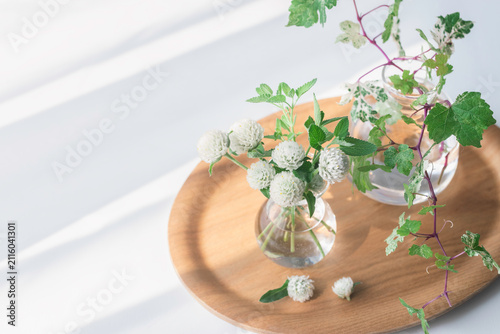 White globe amaranth and variegated wild grape in glass vases with soft morning light and copy space