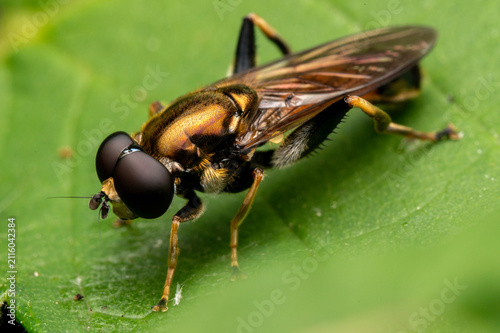 Macro of a brown-toed forest fly