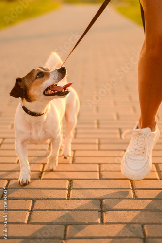 Happy Jack Russell Terrier walking on leash with owner at sunset, active pet lifestyle in summer park, dog looking up at person, healthy outdoor activity, companionship and care concept, bond