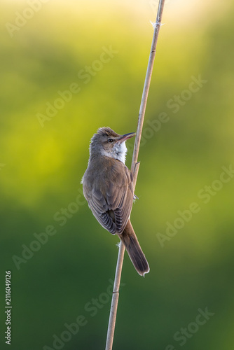 Foto Great Reed Warbler Is Sitting
