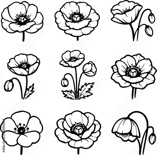 Black and white hand drawn poppy flowers and buds botanical collection