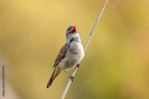 Fotografie Warbler Is Singing