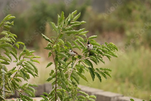 Red-whiskered Bulbul