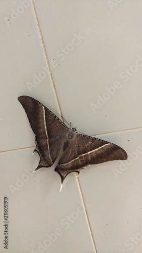 Large Brown Butterfly Spreading Its Wings on a White Tile Floor