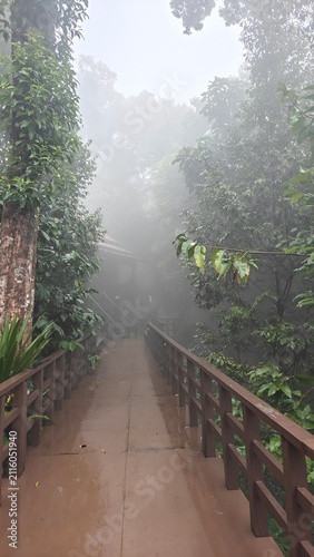 Serene Pathway Through Misty Jungle Landscape in Tropical Rainforest