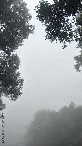 Foggy Landscape with Trees in Mysterious Atmosphere and Haze