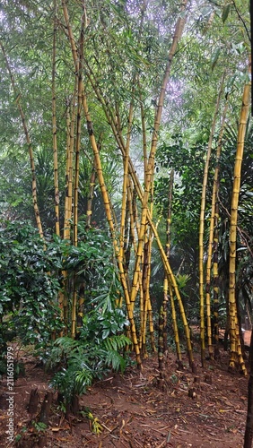 Lush Bamboo Forest Surrounded by Green Foliage in Misty Atmosphere