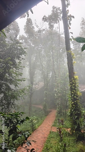 Misty Forest Pathway with Lush Greenery and Tranquil Atmosphere