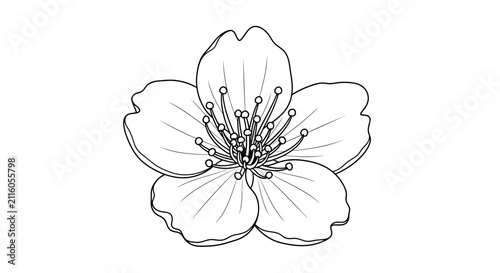 Detailed Drawing of a Flower