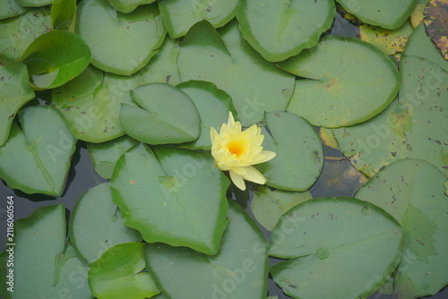 Quadro su tela Yellow lotus flowers blooming in quiet pond filled with dense green lily pads