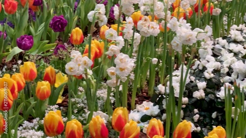 Springtime Abundance Concept: 4K pan shot of rows Of Colorful Tulips And Daffodils In Bloom, Representing Renewal, Growth And The Beauty Of Nature's cycle.