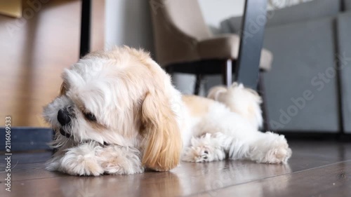 Small Fluffy Dog Resting Peacefully on Wooden Floor Indoors