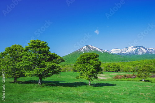 ブナ林を切り開いて開発した放牧場の伐採を免れたブナの木　後方の山は八甲田山・高田大岳