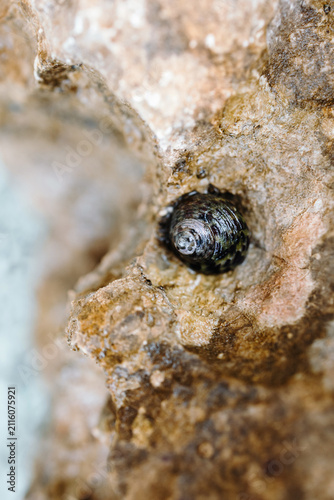 Macro of Mediterranean kermes scale insect on rough oak tree bark texture