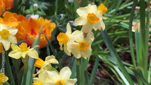 Springtime Renewal Concept: 4K Close-up Video Of Daffodils And Tulips In Bloom, Symbolizing Fresh Starts And Seasonal Beauty
