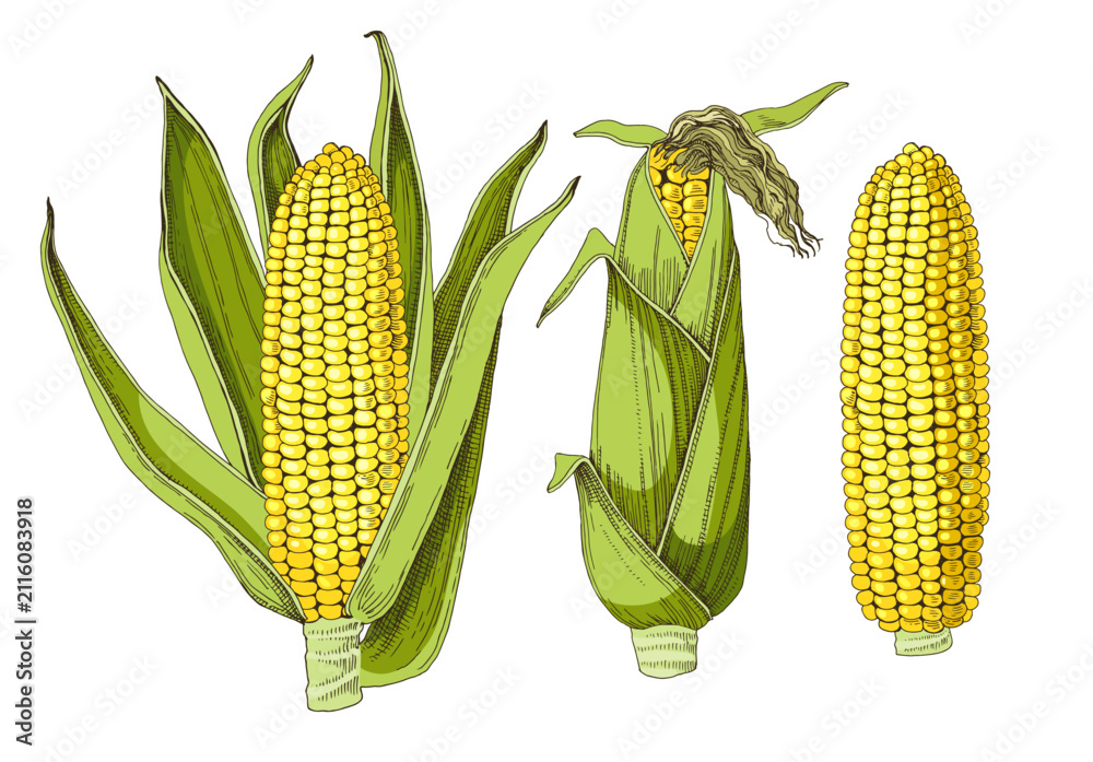 Obraz premium Corn cobs hand drawn vector illustration