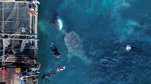 Aerial view of whale sharks swimming near a wooden fishing platform with snorkelers and divers in the clear blue water of Talisayan, East Kalimantan, Indonesia.