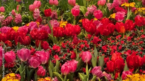 Springtime Abundance Concept: 4K Close-Up Of Red And Pink Tulips, Hyacinths And Other Colorful Flowers In Bloom, Representing Renewal, Growth And The Beauty Of Nature
