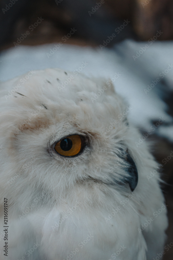 Fototapeta premium Schneeeule im Winter
