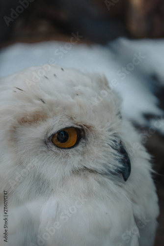 Принти на полотні Schneeeule im Winter