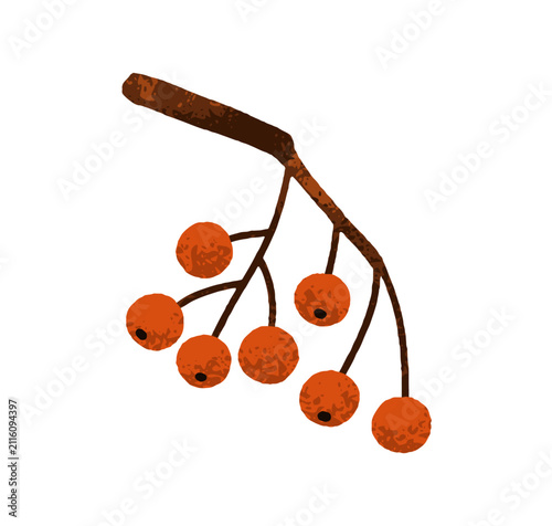 Autumn rowan tree branch. Red berries twig, spray sprig. Fall rowanberries. A...