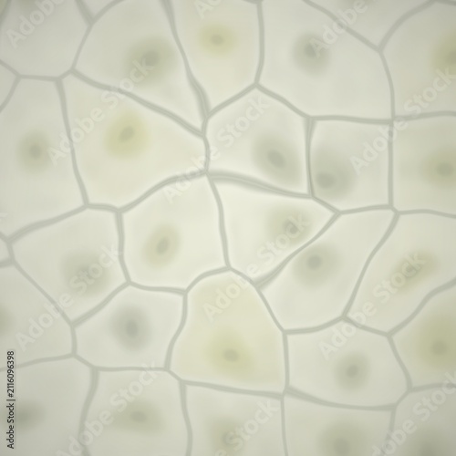 Foto Cellular structure with nuclei