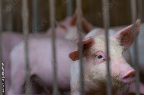 Fotografía Young piglets inside commercial livestock farm enclosure