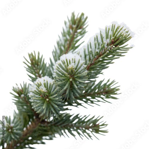 Lush evergreen pine branch with deep-green needles covered in powdery white snow and crystalline ice particles against a minimalist white background, serene winter atmosphere