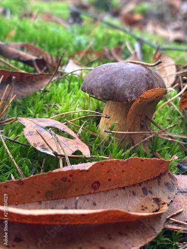A bay bolete growing on moss in an autumn forest