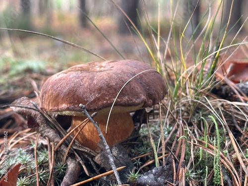 A bay bolete in the autumn forest