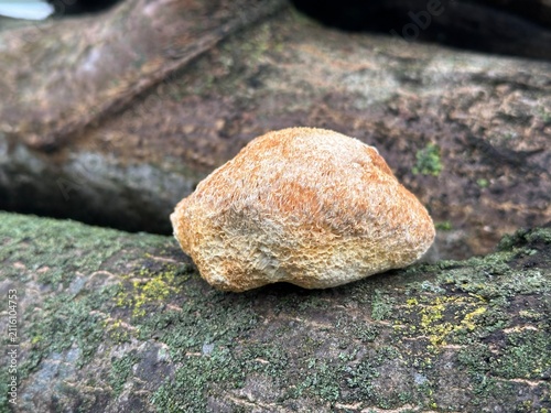 Lion's mane a medicinal forest mushroom