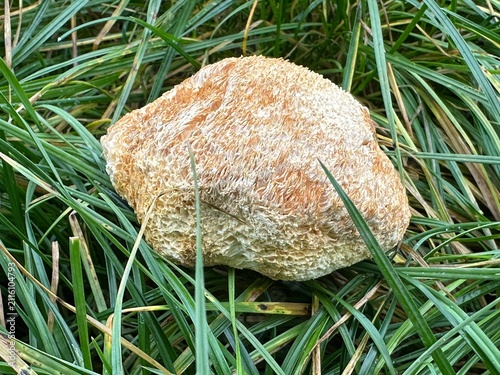 Lion mane medicinal mushroom on grass