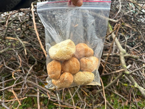Lion's mane mushroom in a clear bag