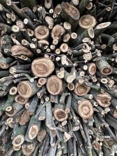 walnut logs sorted into the woodshed for the winter