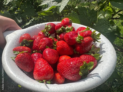 Large washed strawberries in a colander