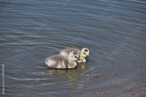 Newborn barnacle geese in water.