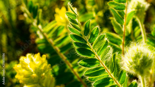 Various medicinal field herbs in their natural environment, sunny day, macro photography.