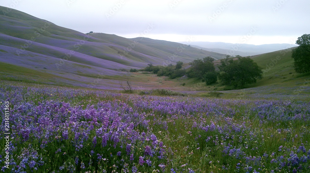Obraz premium Purple wildflower hills overcast sky calm