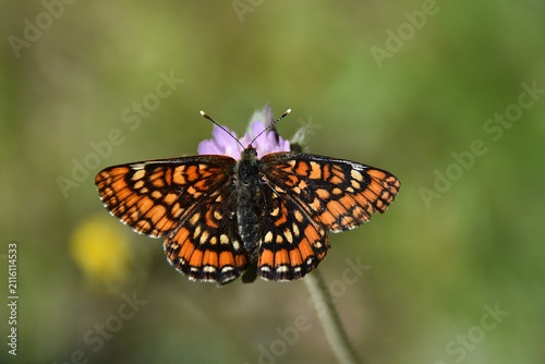 Fotografie A scarce fritillary (Euphydryas maturna) on a wildflower.
