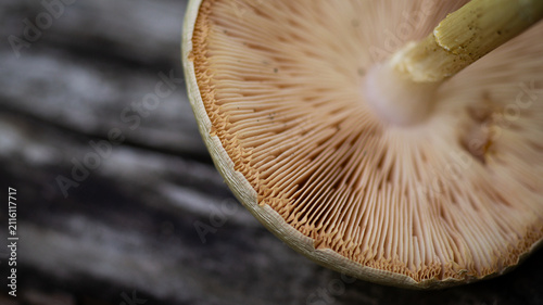 Forest mushroom cap lower part, macro photo of mushroom texture.