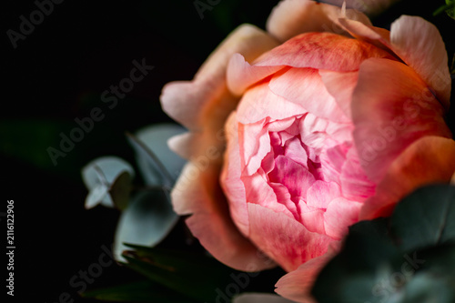 Macro shot of fresh bunch of peonies bouquet of different colors. Card Concept, gentle abstract floral background image, close up, shallow DoF
