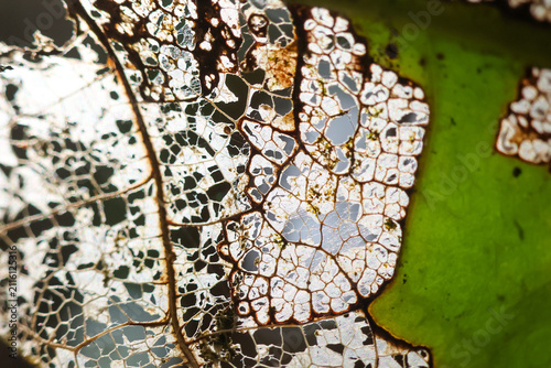 Delicate decayed leaf skeleton with translucent veins and green edge, macro nature texture showing intricate lace like pattern and organic decay