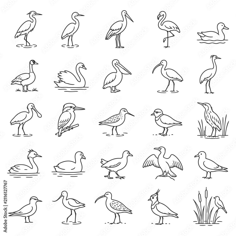 Obraz premium Collection of bird line drawings featuring herons, pelicans, swans, and more water birds.