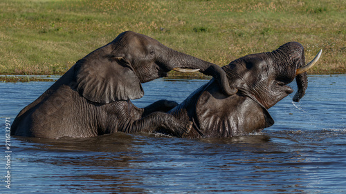 Two elephants playing in the Chobe river in Botswana