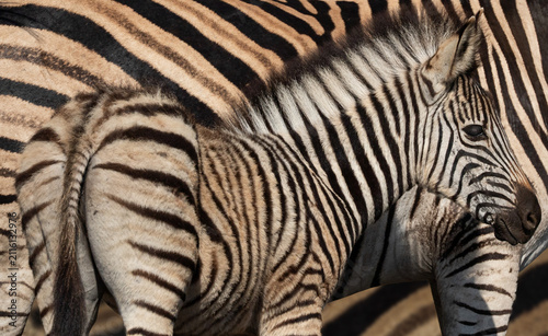 Closeup of a young zebra foal standing in front of a mare
