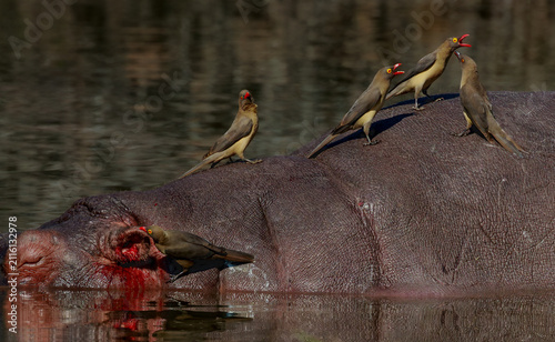 Group of red billed oxpeckers on a hippopotamus in the water with blood flowing from its ear