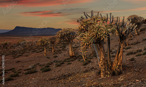 Quiver trees at sunset with a mountain in the background