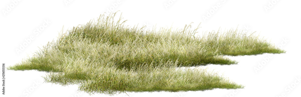 Obraz premium grass on white background/Ultra-sharp high-resolution wild grass meadow isolated on a clean background, featuring realistic natural texture and detailed foliage for landscape, botanical, and design 