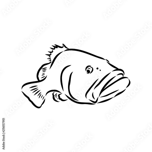 Grouper fish, hand-drawn vector sketch